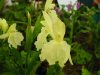 Roscoea cautleyoides